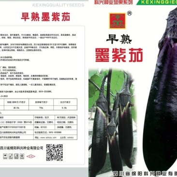 【一手货源】早熟墨紫茄子种子墨茄种子春秋两用茄子种子