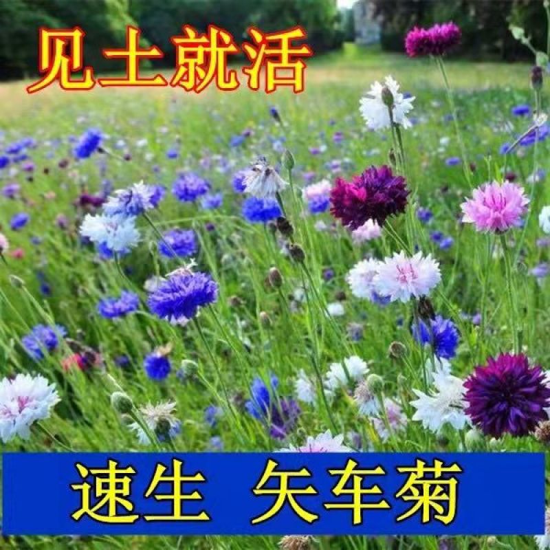 矢车菊种子蓝芙蓉翠兰荔枝菊种子四季易种庭院阳台种子景观