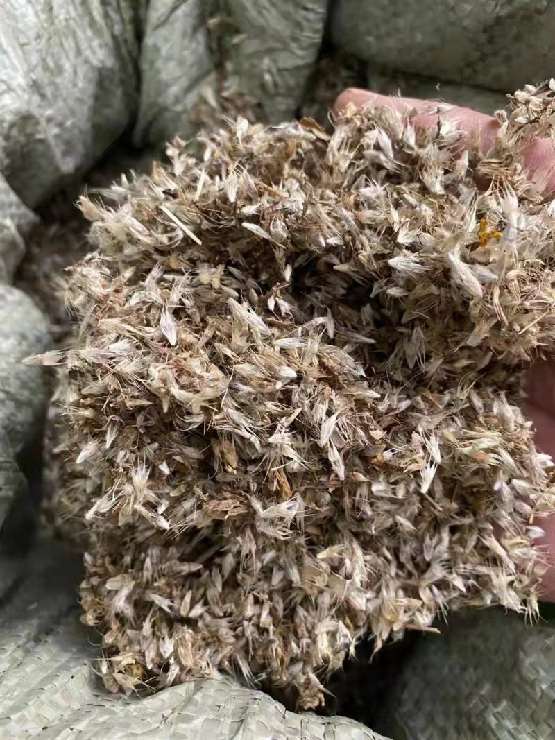 天人菊种子虎皮菊老虎皮菊种子四季易种庭院阳台种子