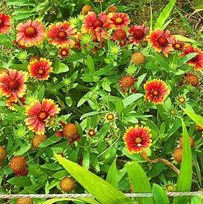 天人菊种子虎皮菊老虎皮菊种子四季易种庭院阳台种子