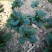 越冬菠菜（爬地菠菜）,无白点无死叶,手工干净,专业工人
