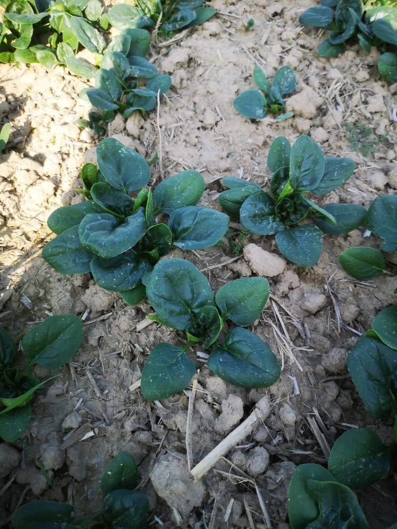 越冬菠菜（爬地菠菜）,无白点无死叶,手工干净,专业工人