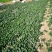 越冬菠菜（爬地菠菜）,无白点无死叶,手工干净,专业工人