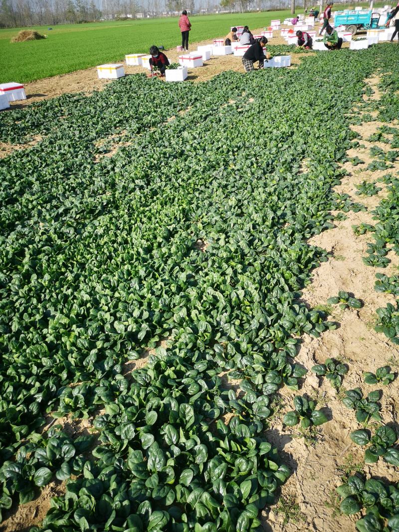 越冬菠菜（爬地菠菜）,无白点无死叶,手工干净,专业工人