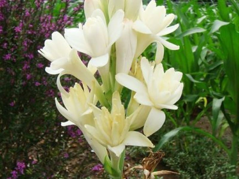 晚香玉种球重瓣纯白色浓香型多年生宿根庭院盆栽花卉多芽点