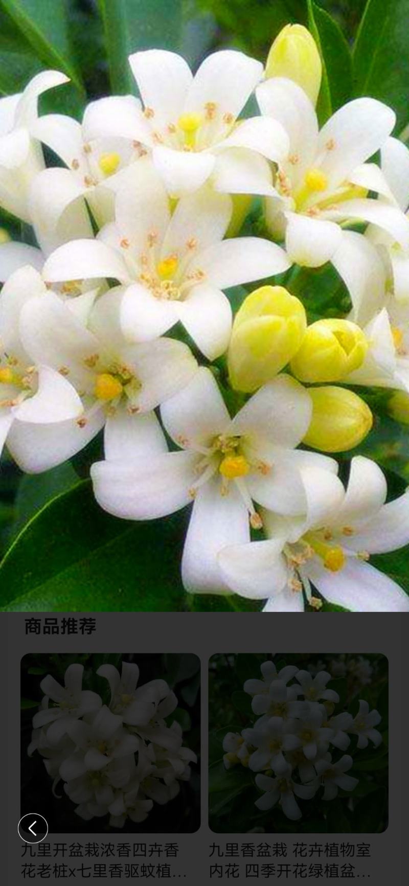 晚香玉种球重瓣纯白色浓香型多年生宿根庭院盆栽花卉多芽点