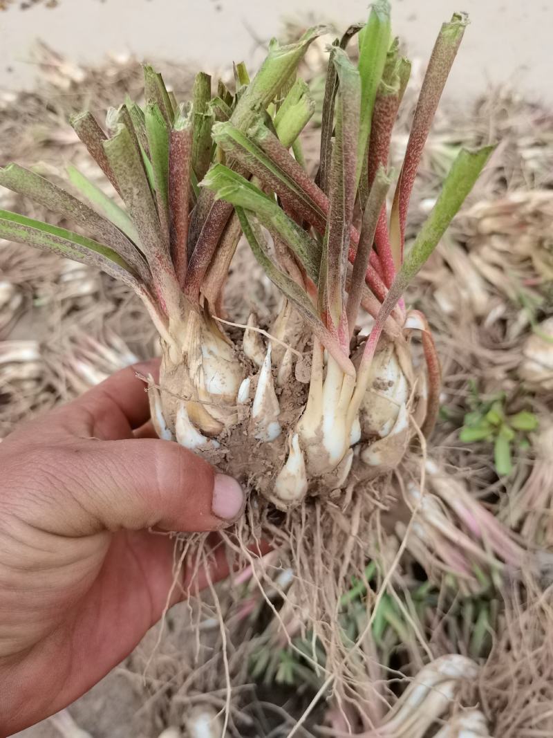晚香玉种球重瓣纯白色浓香型多年生宿根庭院盆栽花卉多芽点