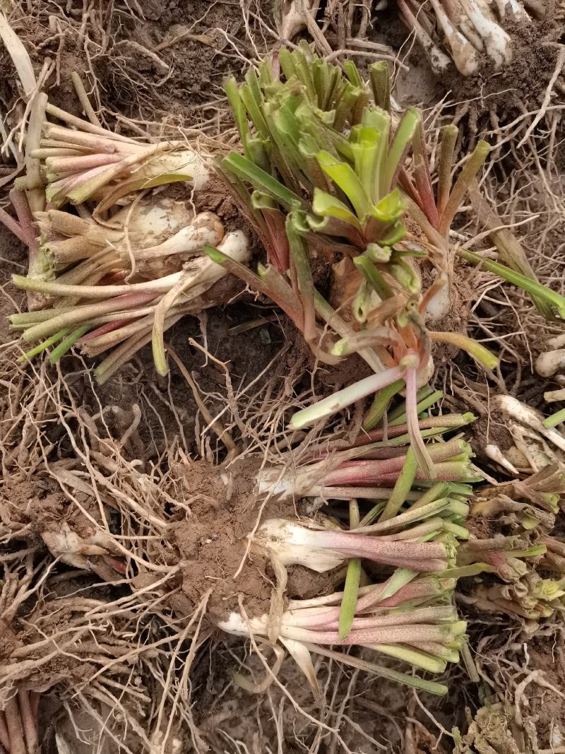 晚香玉种球重瓣纯白色浓香型多年生宿根庭院盆栽花卉多芽点