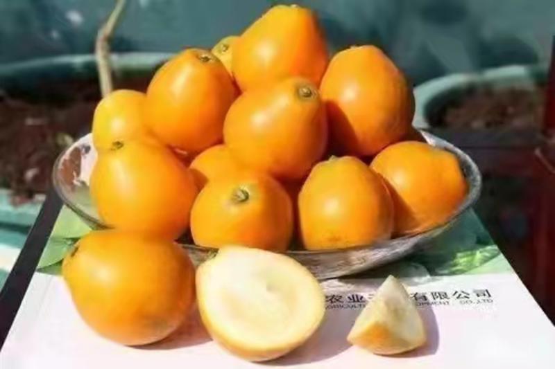 广西融安脆蜜金桔苗，脆蜜金柑苗，纯甜无酸比鸡蛋大个的金橘