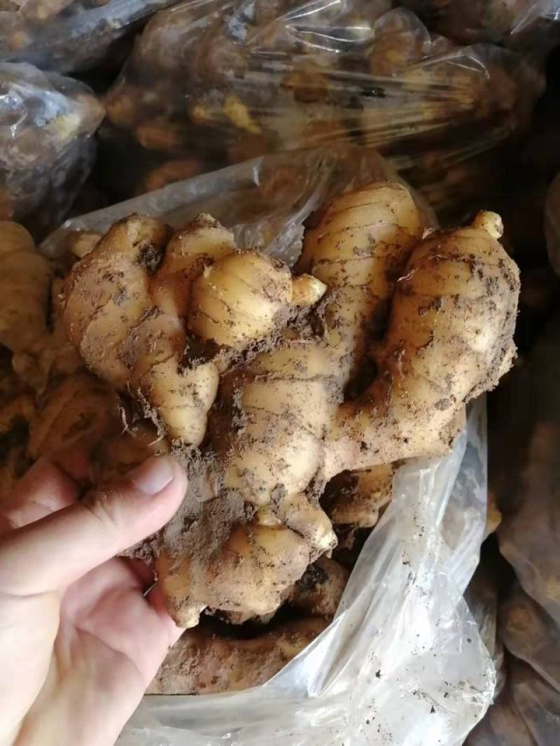 山东优质生姜，常n年有货，货源充足，一手货源
