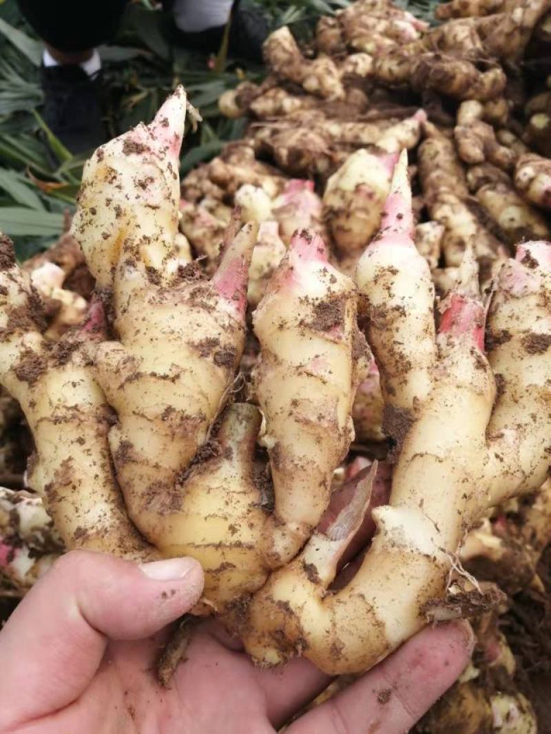 山东优质生姜，常n年有货，货源充足，一手货源