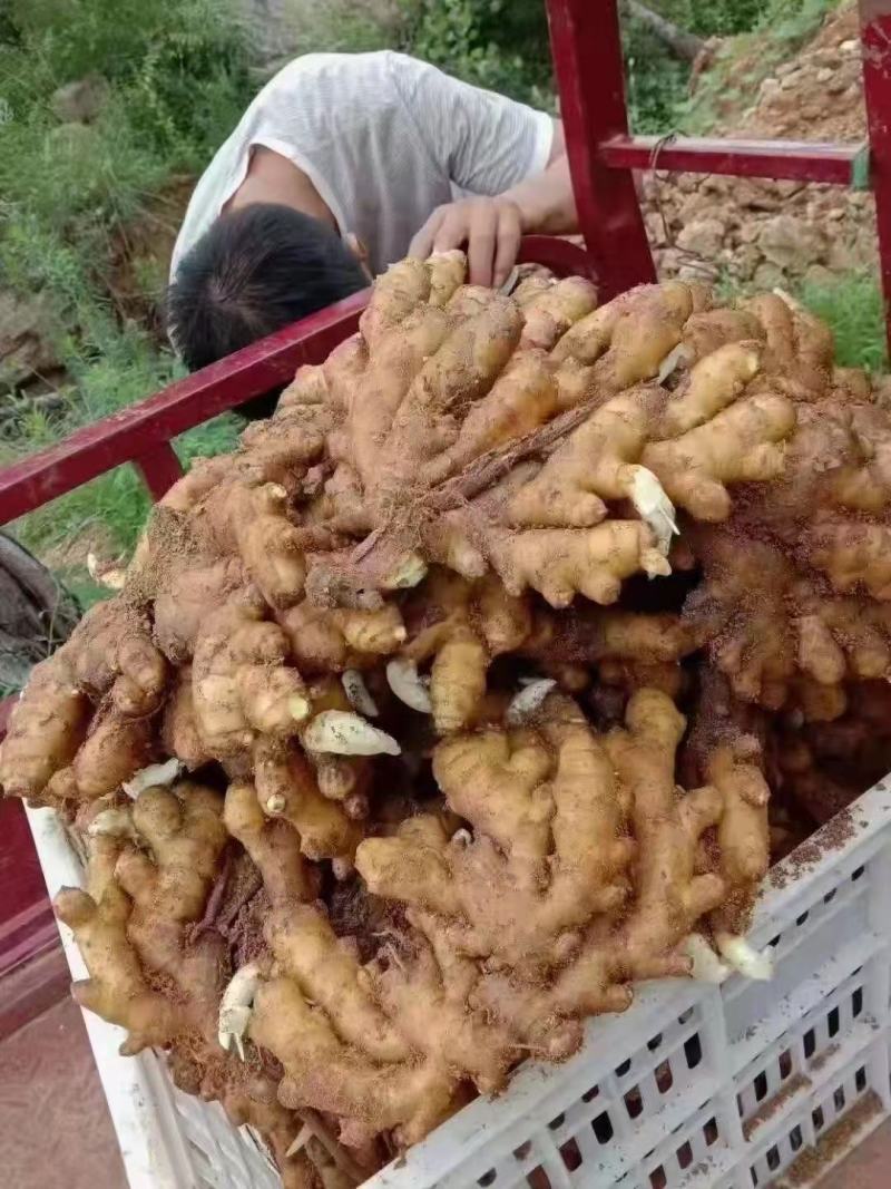 山东优质生姜，常n年有货，货源充足，一手货源