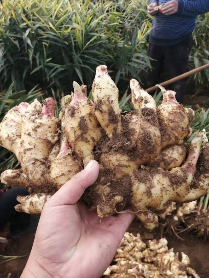 山东优质生姜，常n年有货，货源充足，一手货源