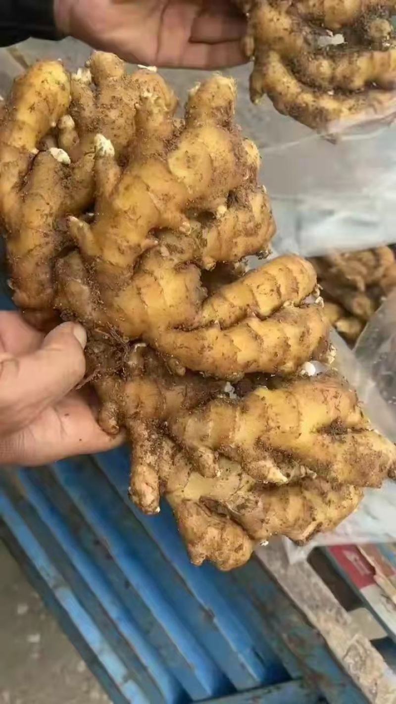 山东优质生姜，常n年有货，货源充足，一手货源