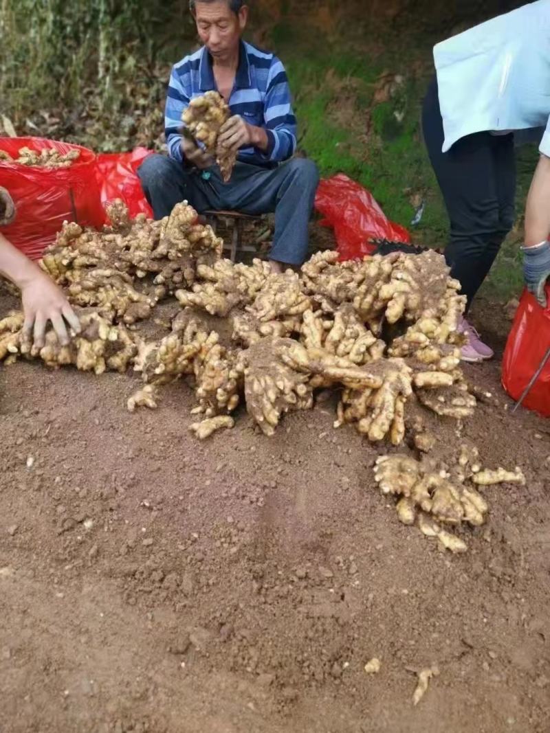 山东优质生姜，常n年有货，货源充足，一手货源
