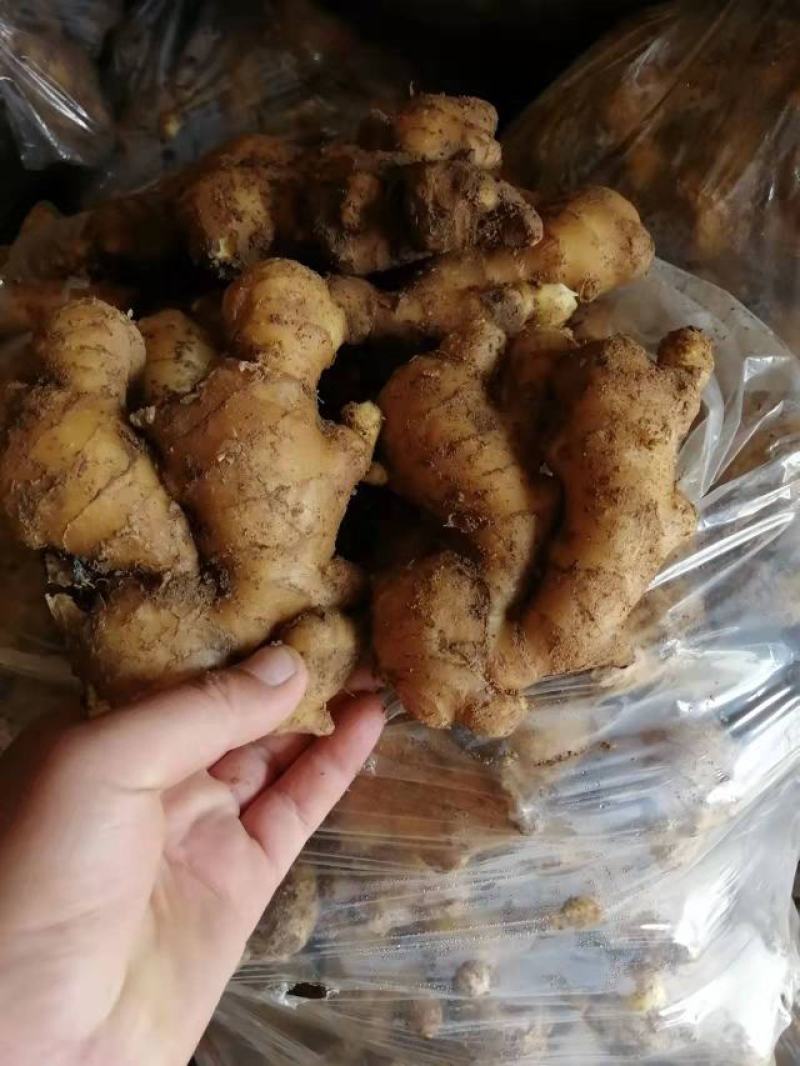 山东优质生姜，常n年有货，货源充足，一手货源