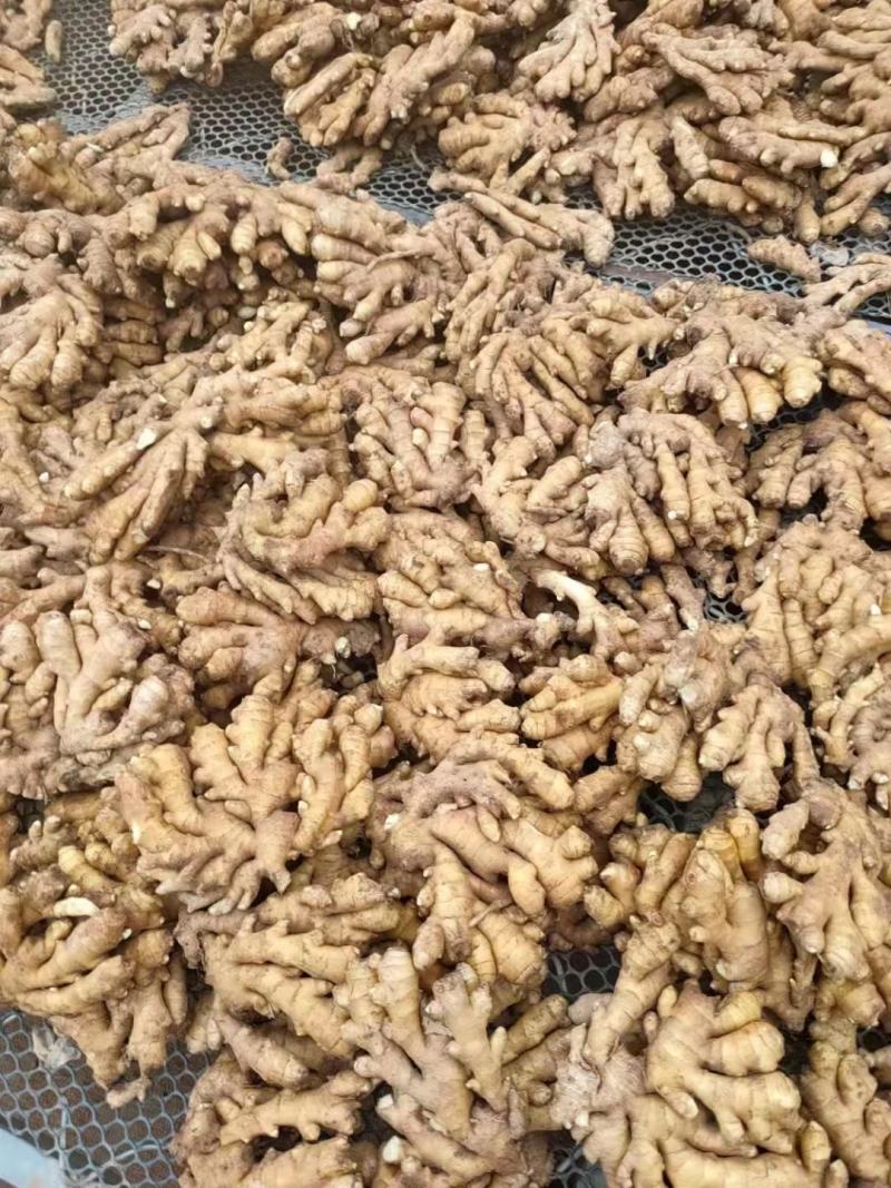 山东优质生姜，常n年有货，货源充足，一手货源