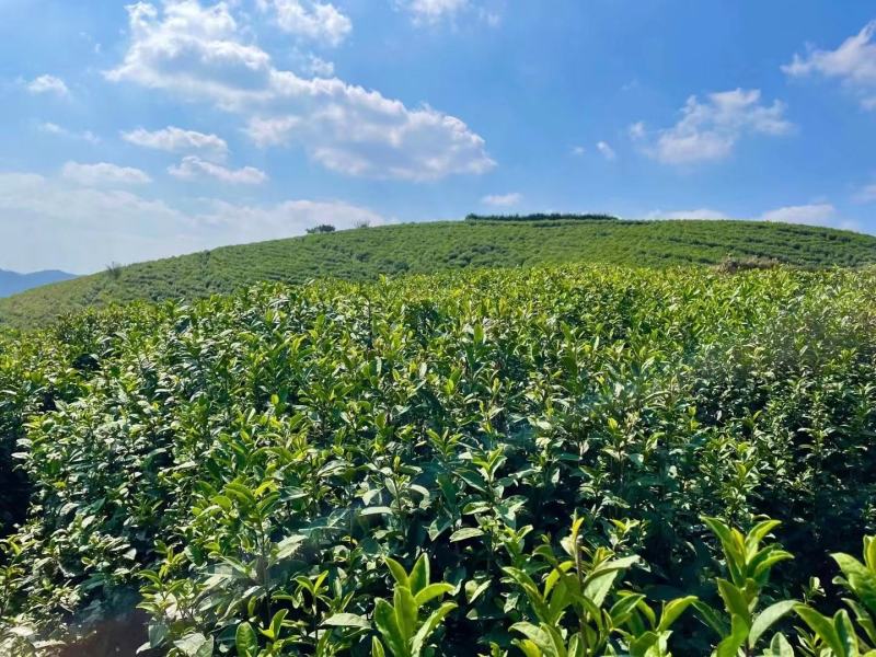 新采茶叶种子茶种籽绿茶种子西湖龙井碧罗春铁观音毛尖茶花茶