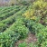 新采茶叶种子茶种籽绿茶种子西湖龙井碧罗春铁观音毛尖茶花茶