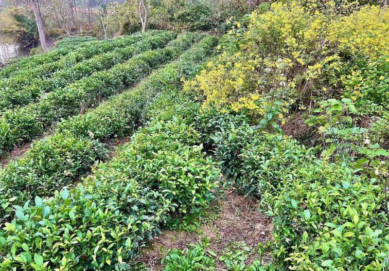 新采茶叶种子茶种籽绿茶种子西湖龙井碧罗春铁观音毛尖茶花茶
