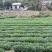 新采茶叶种子茶种籽绿茶种子西湖龙井碧罗春铁观音毛尖茶花茶
