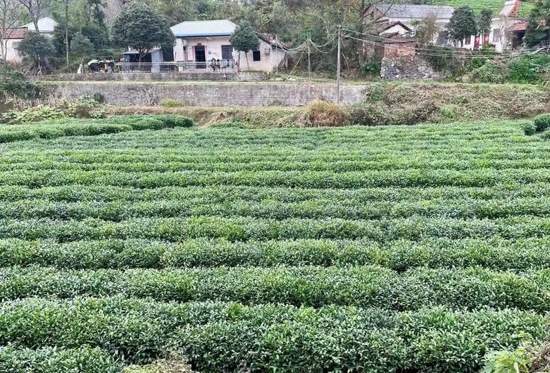 新采茶叶种子茶种籽绿茶种子西湖龙井碧罗春铁观音毛尖茶花茶
