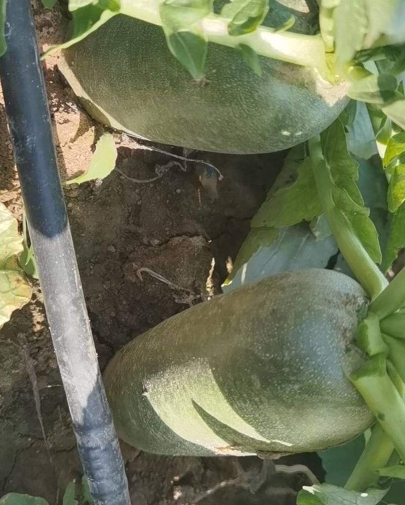 水果萝卜