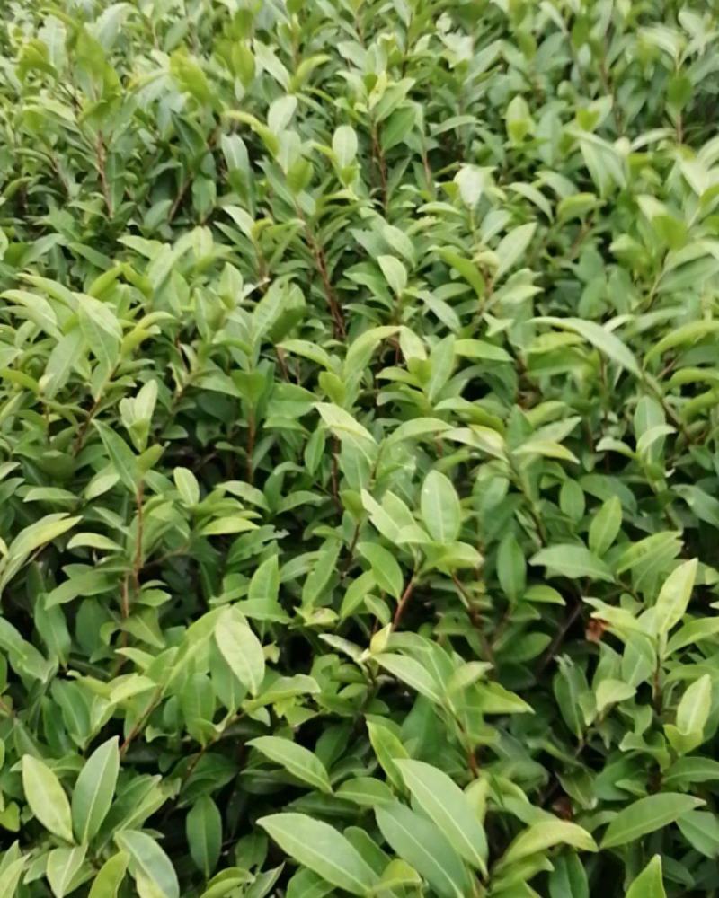 绿化茶苗