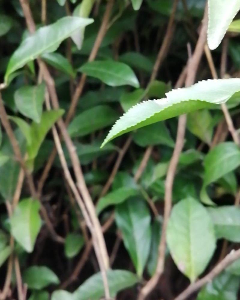 绿化茶苗