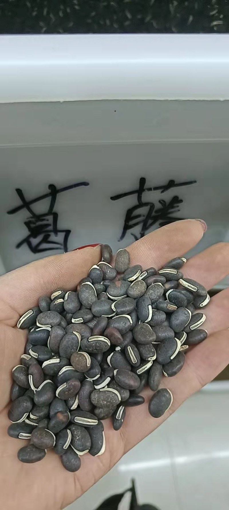 葛藤种子护坡草籽百花银背藤野葛根边坡绿化植物巩固沙土