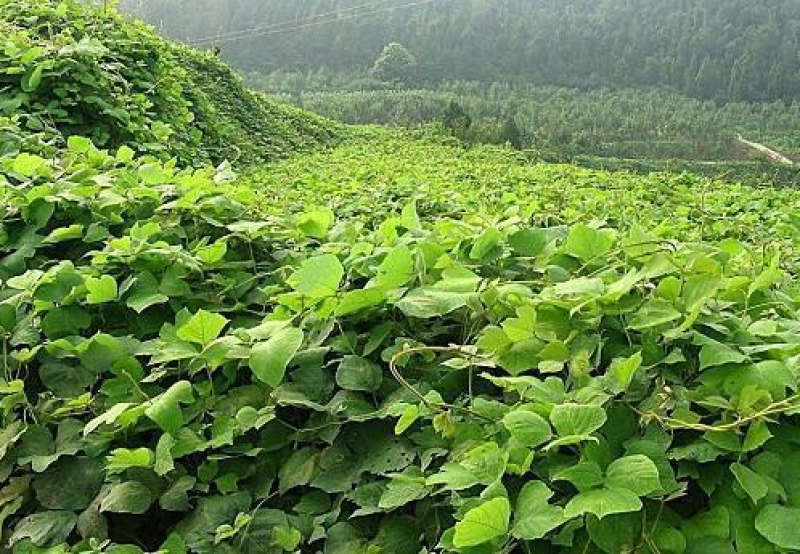 葛藤种子护坡草籽百花银背藤野葛根边坡绿化植物巩固沙土
