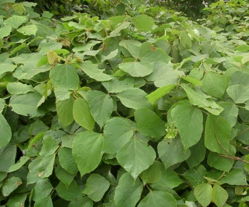 葛藤种子护坡草籽百花银背藤野葛根边坡绿化植物巩固沙土