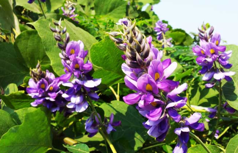 葛藤种子护坡草籽百花银背藤野葛根边坡绿化植物巩固沙土