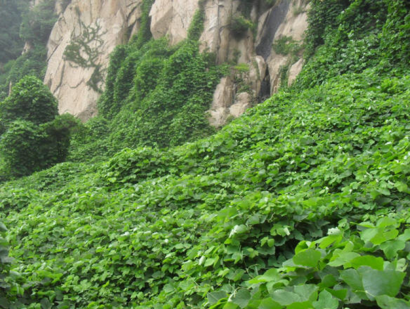 葛藤种子护坡草籽百花银背藤野葛根边坡绿化植物巩固沙土