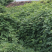 葛藤种子护坡草籽百花银背藤野葛根边坡绿化植物巩固沙土