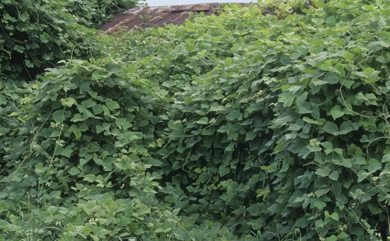 葛藤种子护坡草籽百花银背藤野葛根边坡绿化植物巩固沙土