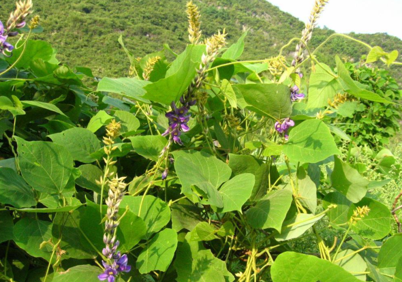 葛藤种子护坡草籽百花银背藤野葛根边坡绿化植物巩固沙土