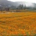 硫华菊种子硫磺菊种子四季易种庭院阳台种子景观花海