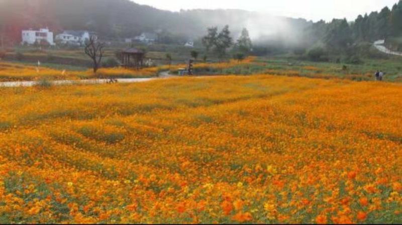硫华菊种子硫磺菊种子四季易种庭院阳台种子景观花海