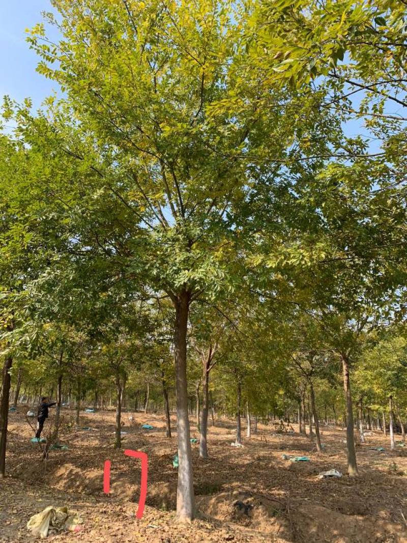 朴树苗朴树小苗2-5公分安徽朴树苗基地直销