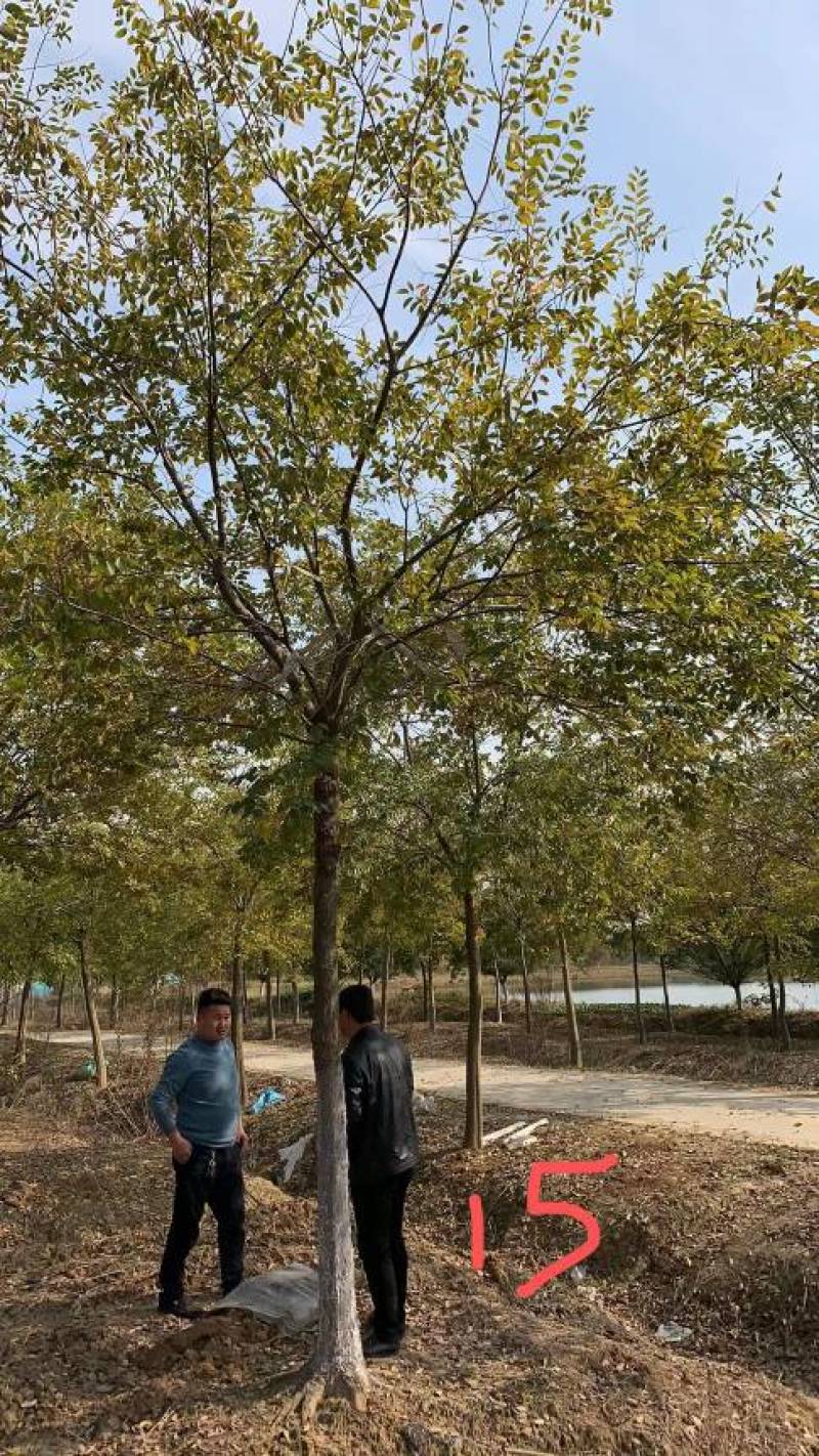 朴树苗朴树小苗2-5公分安徽朴树苗基地直销
