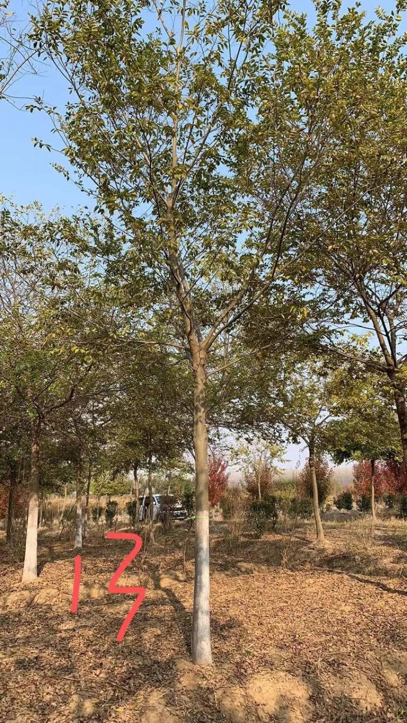 朴树苗朴树小苗2-5公分安徽朴树苗基地直销