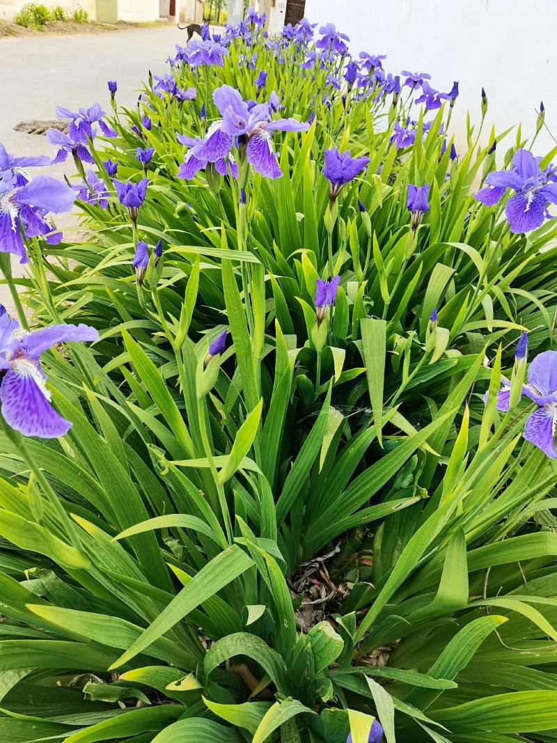 兰花鸢尾苗蓝花鸢尾苗工程苗绿化苗产地直供
