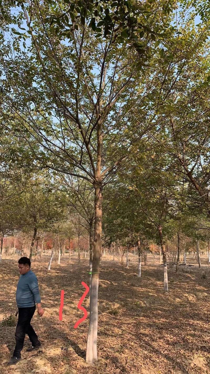 朴树苗朴树小苗2-5公分安徽朴树苗基地直销