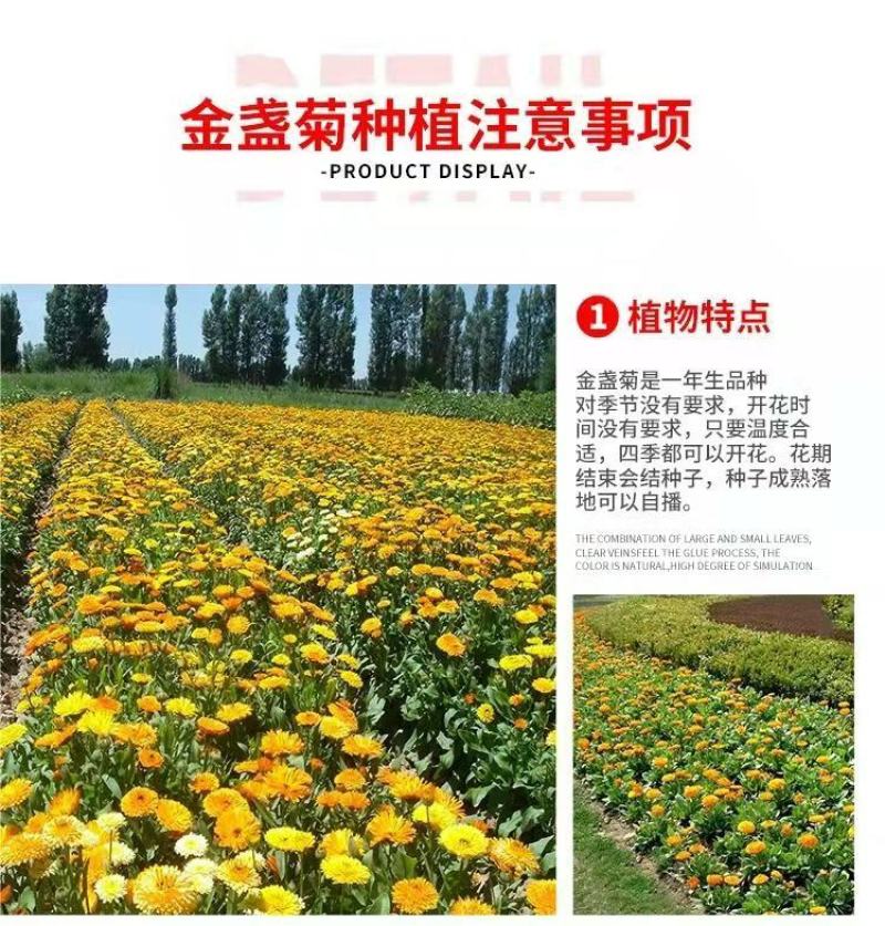 金盏菊种子多年生花种四季易种庭院阳台种子菊花种子
