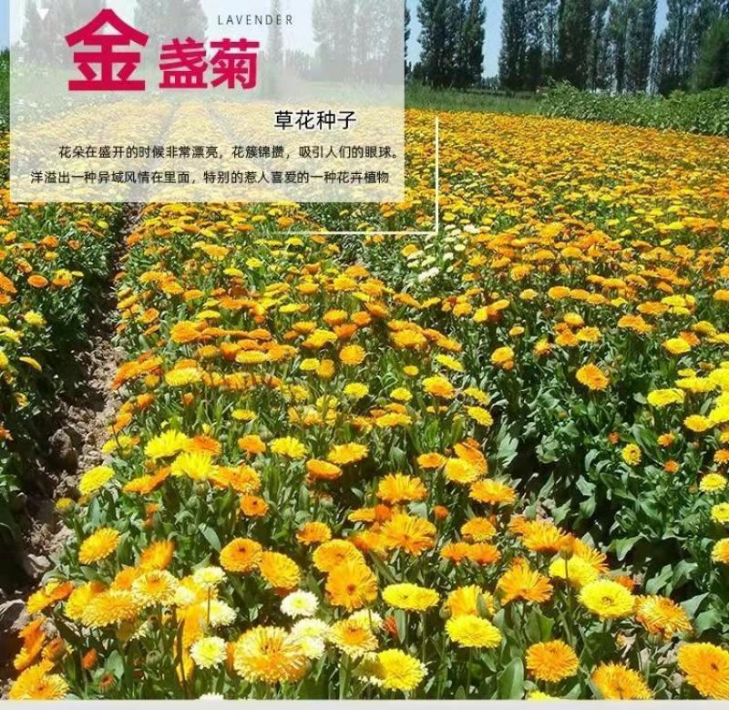 金盏菊种子多年生花种四季易种庭院阳台种子菊花种子