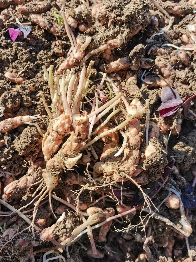 紫叶酢浆草种球紫叶酢浆草观花观叶产地直供