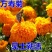 万寿菊种子金菊花蜂窝菊种子四季易种庭院阳台种子景观花海