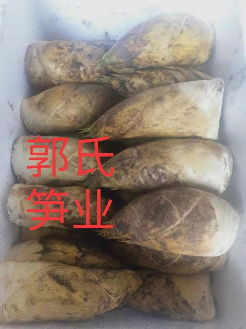 优质冬笋春笋现挖现发产地直供品质保优欢迎来电