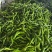 【推荐】精品螺丝椒大量上市质量有保证货源充足欢迎选购